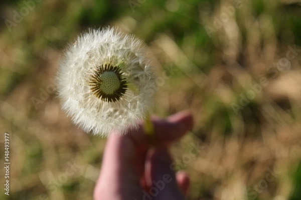 Obraz Dandelion 2