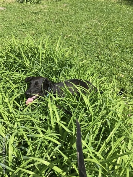 Obraz Dog in grass 2