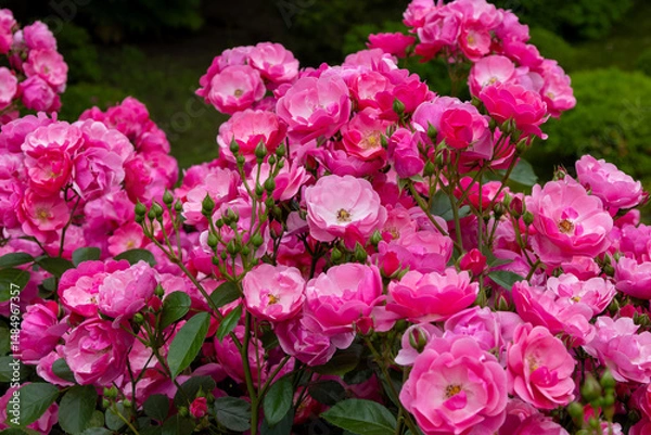 Fototapeta 東京散歩　旧古河庭園の満開の薔薇