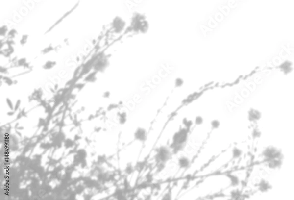 Fototapeta The shadow of the field grass on the white wall. A black and white image to overlay on a photo or mockup