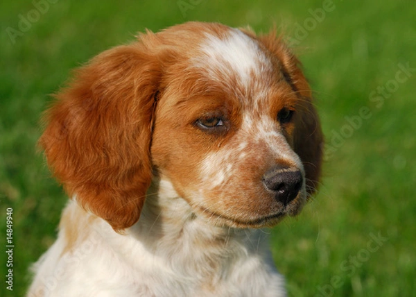 Obraz Chiot épagneul breton