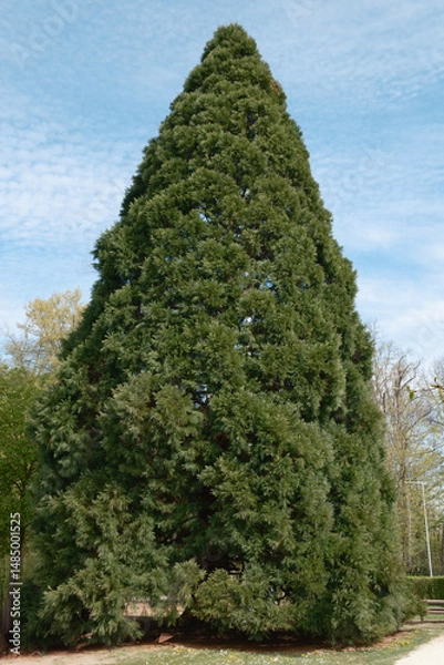Obraz Sequoiadendron gigenteum Riesenmammutbaum