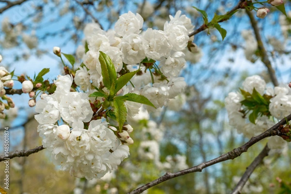 Obraz Prunus avium Plena gefüllt blühende Vogelkirsche Detail Blüte