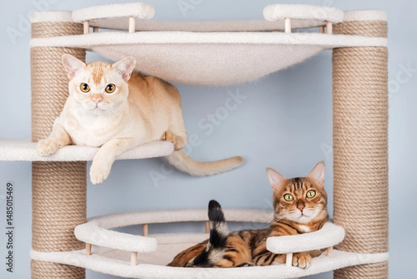 Fototapeta Two pedigree cats are resting on a cat tree.