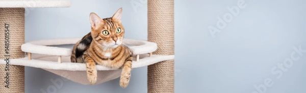 Fototapeta Bengal cat resting on a cat tree.