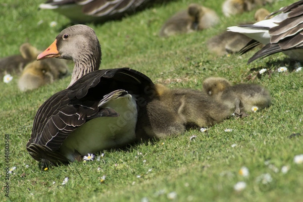 Obraz Goose And Goslings Nesting