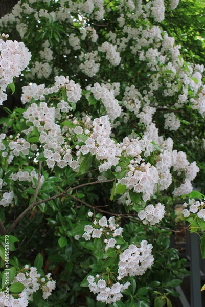 Obraz カルメニアの花　別名はアメリカシャクナゲ