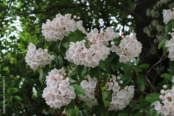 Obraz カルメニアの花　別名はアメリカシャクナゲ