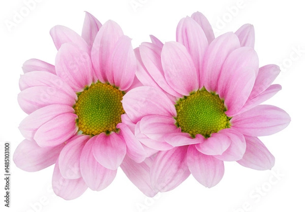 Fototapeta Two beautiful pink and magenta chrysanthemums in bloom isolated on white background, including clipping path.
