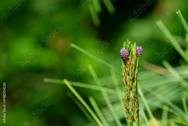 Obraz Close-up of beautiful miniature purple pine cones on long shoots Pinus densiflora Umbraculifera in spring garden. Nature concept for design. Selective focus