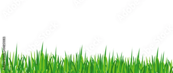 Fototapeta herbe verte