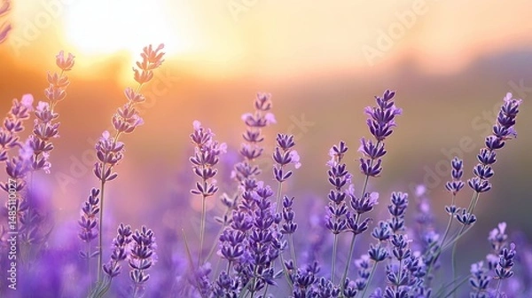 Fototapeta Beautiful Blooming Lavender Flowers Field at Sunset with Golden Light, Soft Focus Background with copy space