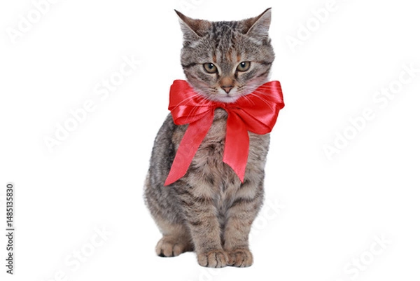 Fototapeta Tabby kitten with shiny red bow sitting on transparent background. Cute pet image for holiday, gift design, or commercial use with isolated object.