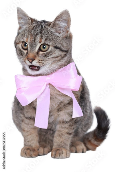 Fototapeta Playful kitten with shiny pink bow, isolated on transparent background. Perfect PNG image for greeting cards or pet-themed visuals