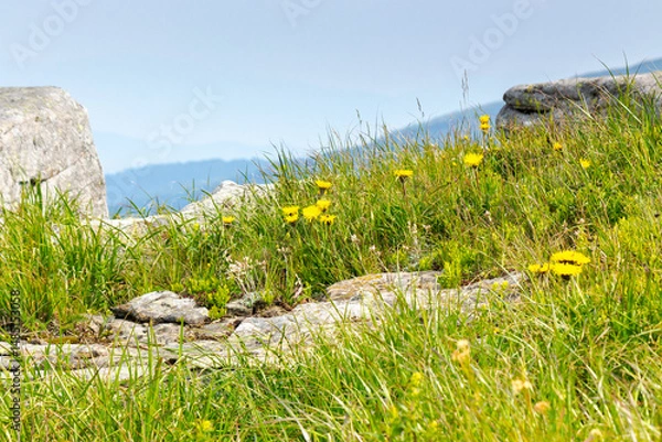 Fototapeta yellow dandelions in the grass among stones. carpathian mountain landscape with rocks on the hillside. highland of ukraine in summer. nature scenery with grassy alpine meadow. closeup view