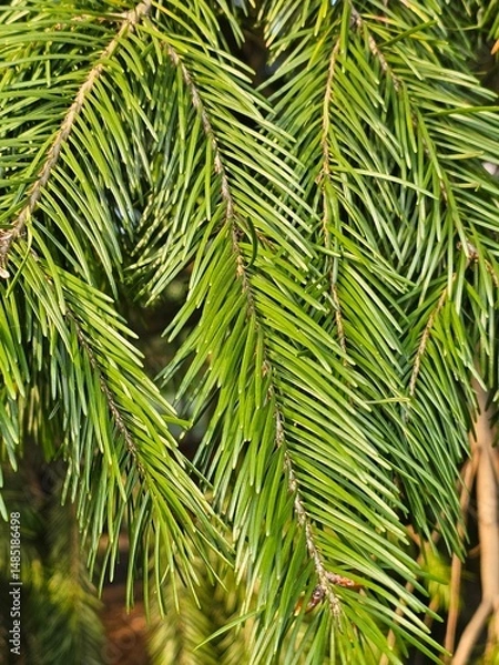 Obraz close up of a palm tree,plant background