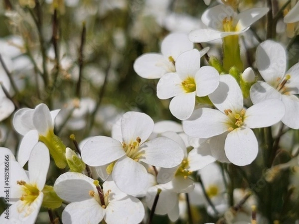 Obraz floral background