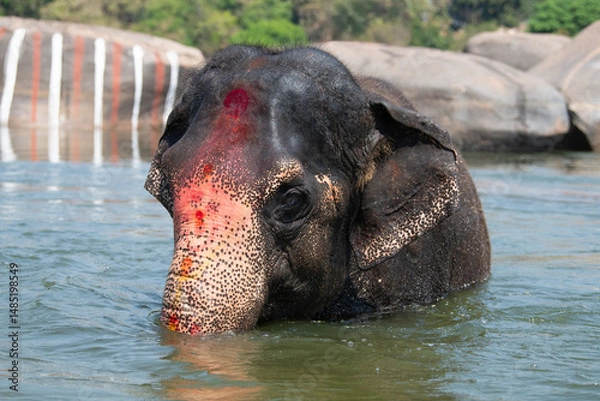 Obraz Indian elephant taking a bath at the Tungabhadra river in Hampi, Karnataka in India
