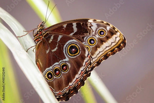 Fototapeta colorful butterflies in the butterfly house