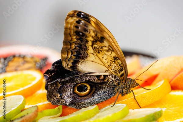 Fototapeta colorful butterflies in the butterfly house