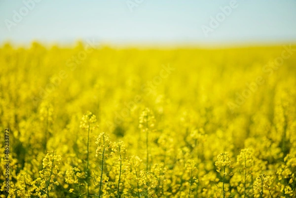 Obraz landscape with a blooming rapeseed field
