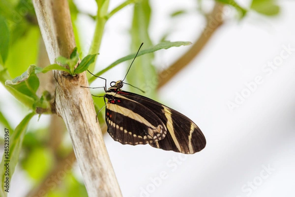 Fototapeta colorful butterflies in the butterfly house