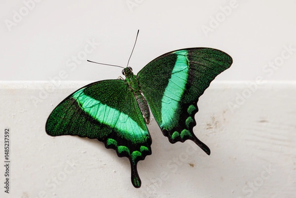 Fototapeta colorful butterflies in the butterfly house