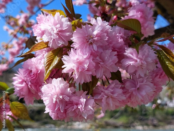 Fototapeta Japanese cherry is flowering - pink branch at spring. closeup