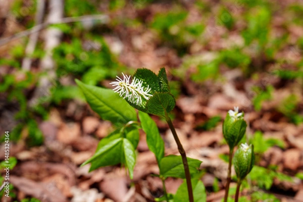 Fototapeta Unfurling Bloom of Single-Leaf Plantain (Chloranthus japonicus)