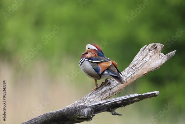 Obraz Mandarin duck 
