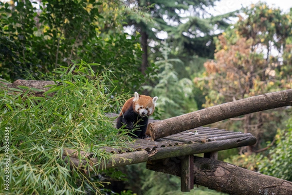 Fototapeta Red panda