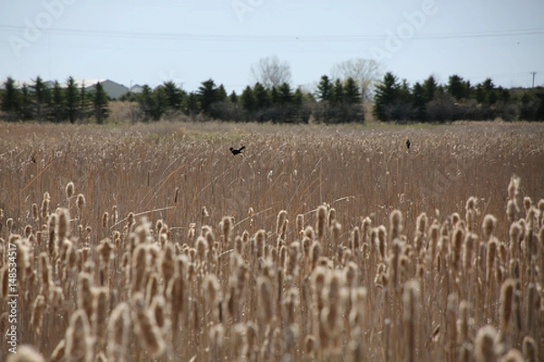 Obraz bird's field