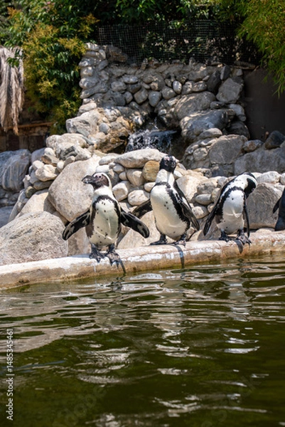 Fototapeta African penguin