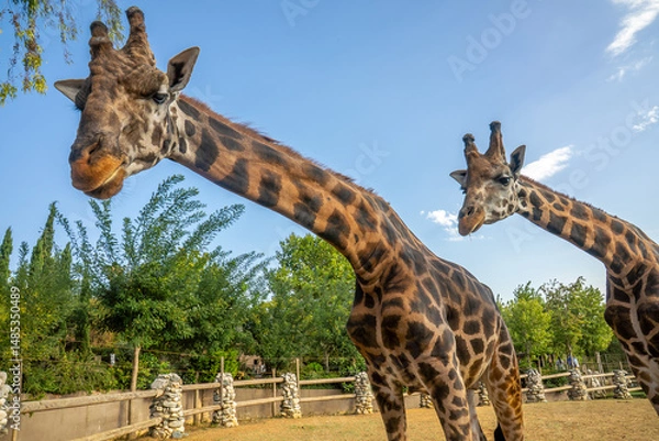 Fototapeta Giraffe