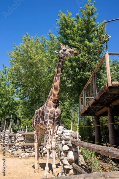 Fototapeta Giraffe
