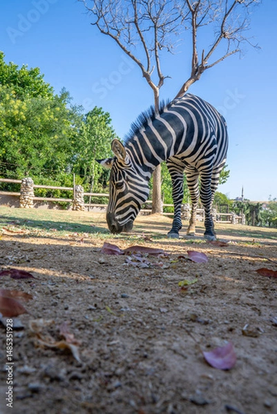 Fototapeta Grant's zebra