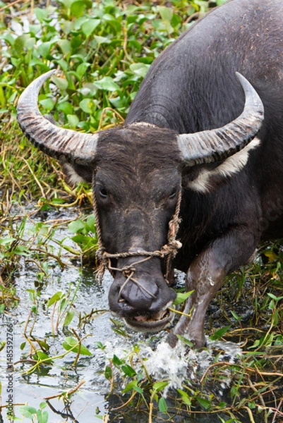 Obraz Le buffle d'Asie et d'Afrique