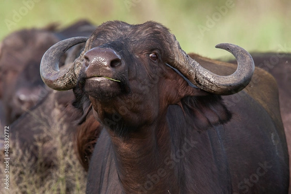 Obraz Le buffle d'Asie et d'Afrique