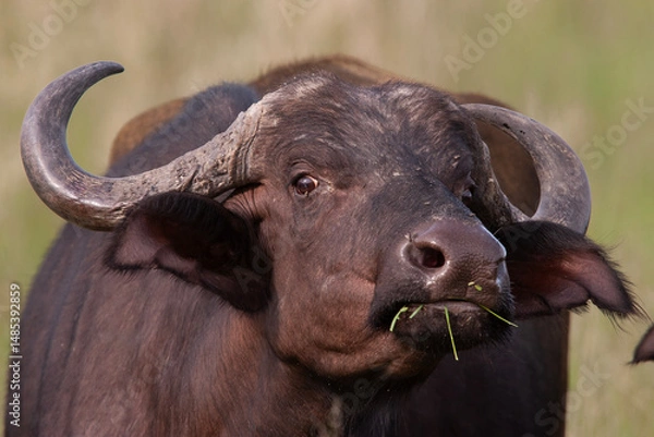 Obraz Le buffle d'Asie et d'Afrique