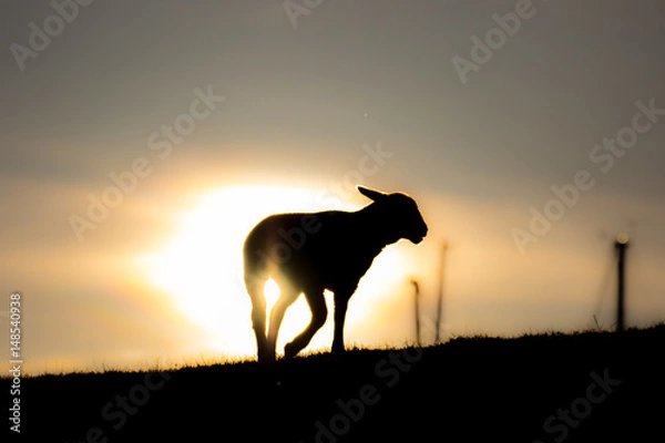 Obraz sheeps on a dike in the sunset