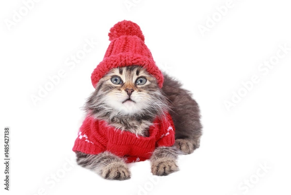 Fototapeta Adorable fluffy kitten wearing red knitted hat and sweater with snowflake pattern, lying down and looking up. PNG with transparent background. Perfect for winter, holiday, or pet-themed projects.