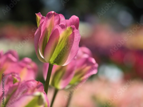 Fototapeta 晴れた5月に咲いた美しいチューリップの花