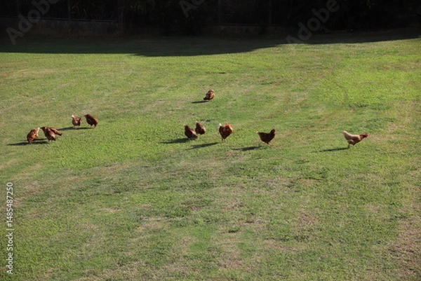 Obraz 放し飼いの養鶏業