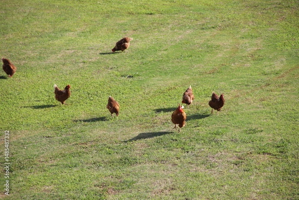 Obraz 放し飼いの養鶏業
