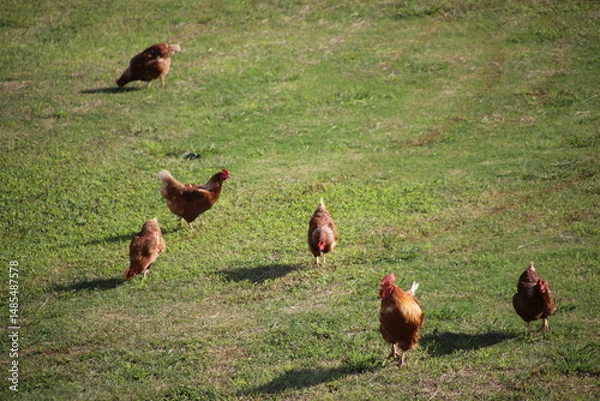 Obraz 放し飼いの鶏たち