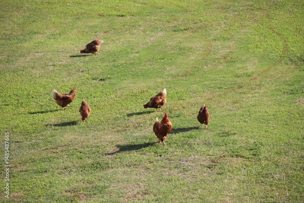 Obraz 放し飼いの養鶏業