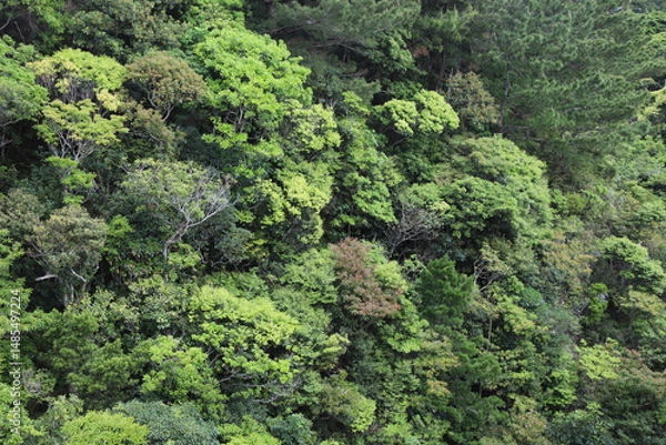 Obraz 沖縄ヤンバルの森