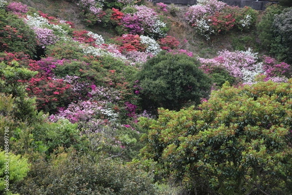 Fototapeta 東村つつじ祭り　ツツジの花