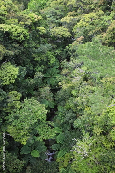 Obraz 沖縄ヤンバルの森