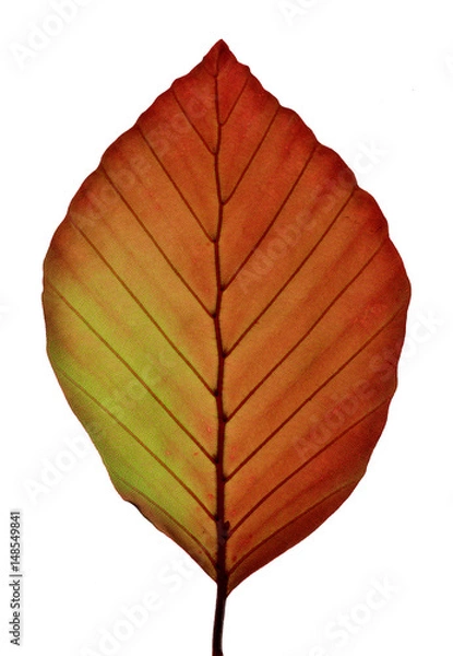 Obraz Fagus sylvatica